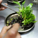 Tissue Culture Plants
